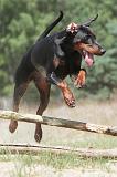 DOBERMANN 807